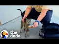 Everyone Walked By — Until One Person Stopped for This Sick Cat | The Dodo