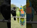 Download Lagu Crow Sound 🥰 Crow Confronts Indian Talking Parrot – Colorful Macaw Proves Who’s Smarter 🦜 Bird Sound