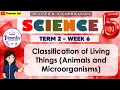 Science 5 Term 2 Week 6 - Classification of Living Things Animals and Microorganisms