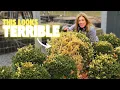 How to fix boxwood winter burn