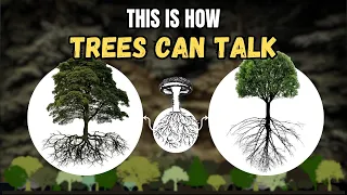 Trees Can Talk (Dr.Simard's Experiment)