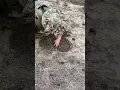 Download Lagu Ukrainian Soldier Plants a Mine Against Russian Troops #warinukraine