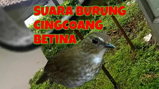 Download Suara Burung Cingcoang  Betina  Ampuh Buat Pikatnya MP3