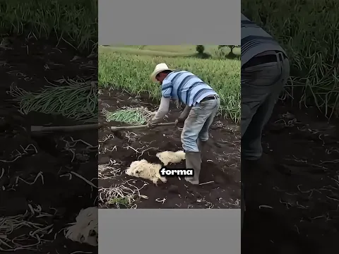 Por eso metió a su perro en el barro 🥺❤️ #perro #animales #amor