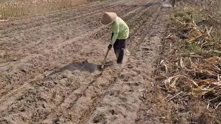 CONVERTING SANDY GROUND INTO FERTILE GARDEN BEDS - Agriculture farming