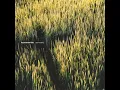 SEU Worship - Wild Rushing Wind [LIVE/Radio Edit]