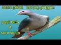 Download Lagu 🔴Suara pikat burung pergam sore menjelang senja ‼️
