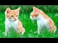 Download Lagu Kittens Meow with Joy as They Play with Bunnies, Tiny Deer Fawns, Ducklings \u0026 Dog -Tailed Puppies!