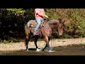 Audi 11yr old gelding selling on Platinum Equine Auction