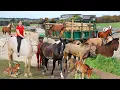 Download Lagu Harvesting 1000+ Horses from Villagers, Use Truck Transport Horses Go to Market Sell