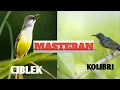 Download Lagu Masteran burung kolibri kombinasi ciblek bagus buat masteran