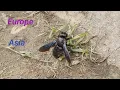 Lagu Violet Carpenter Bee ( Xylocopa violacea) #bee #science #knowledge