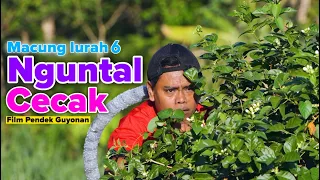 NGUNTAL CECAK || EPS 152