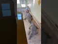 Can I Touch My Alligators