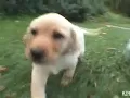 Still - Geto Boys (Uncensored, with Puppiez)