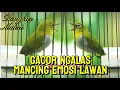 Download Lagu Pleci GACOR ngalas materi,cocok buat pancingan pleci malas bunyi🔥