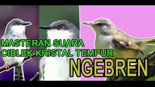 suara burung sikatan londo dan ciblek kristal