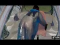 Download Lagu KAWIN DULU BARU NONTON..‼️SUASANA PEDESAAN TERPENCIL DI JAWA TENGAH..