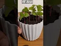 Download Lagu How to grow grapes tree from seeds at home #grapes_tree #shorts