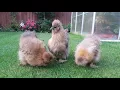 UK British Partridge silkies chickens Rosedale Farm North East Chicken sales