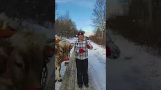 gopal farms ox training by kaleigh at braveheart beasts in vermont