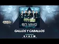 Gallos y Caballos - Maximo Grado (En Vivo Ok Corral De Dallas Texas) MG Corporation