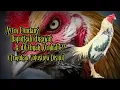 Download Lagu Ayam Keok Dapatkah diGebrakk Kembali⁉️
