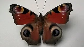 Зимовий метелик 