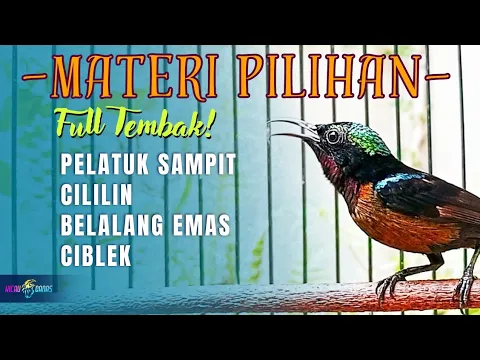 Download MP3 MASTERAN KONIN FULL ISIAN TEMBAKAN MEWAH - KOLIBRI NINJA FULL MATERI PILIHAN