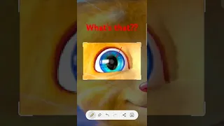 What s that in Ginger s eye AvaKuromi - Vids