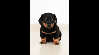lets laugh together on this courtesy of cute babies and pets tv