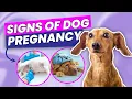6 Ways To Know If Your Dog is Pregnant