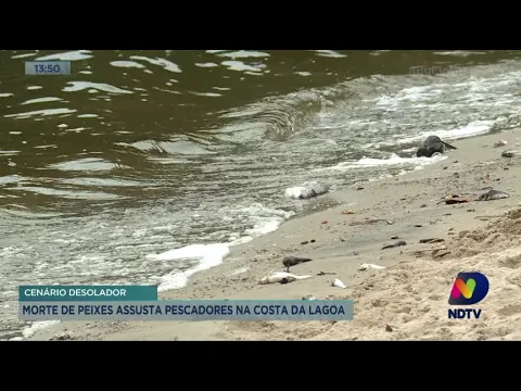 Morte de peixes assusta pescadores na Costa da Lagoa
