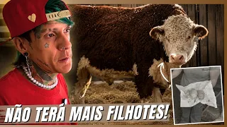 CHEGOU O DIA DO FERDINANDO: ELE NÃO TERÁ MAIS FILHOS | A CASA DOS BICHOS