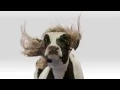 Chick fil A - Cow in a wig