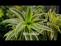 Download Lagu Milo Milo Tasya Mardisa || Musik Kizomba Timor Leste