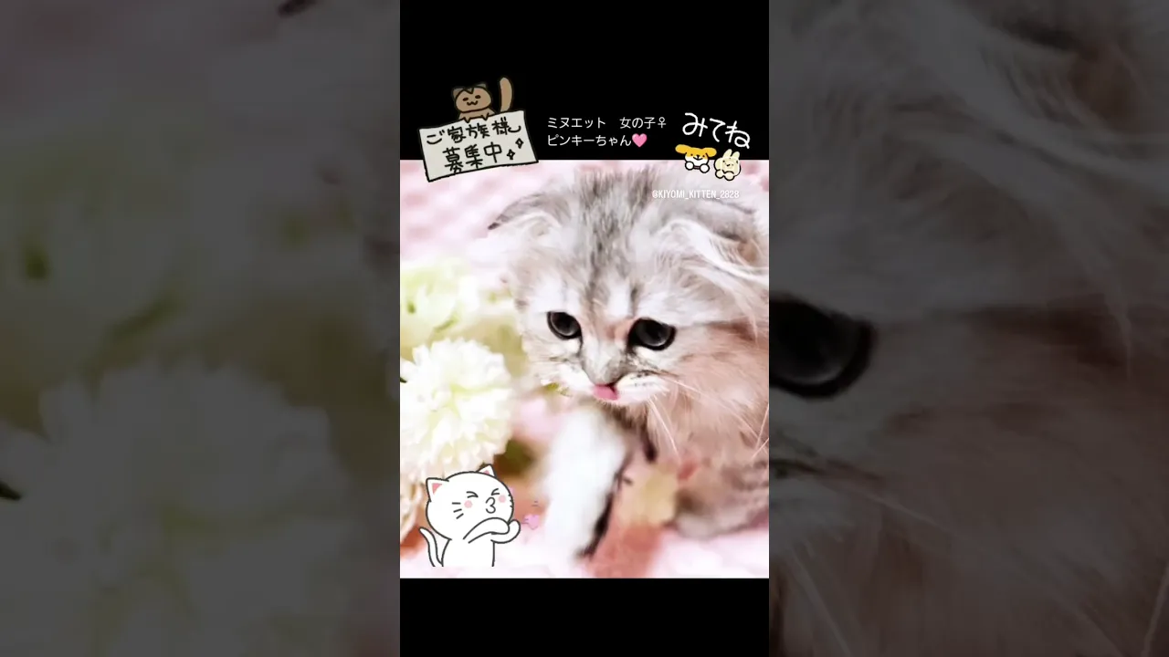 動画