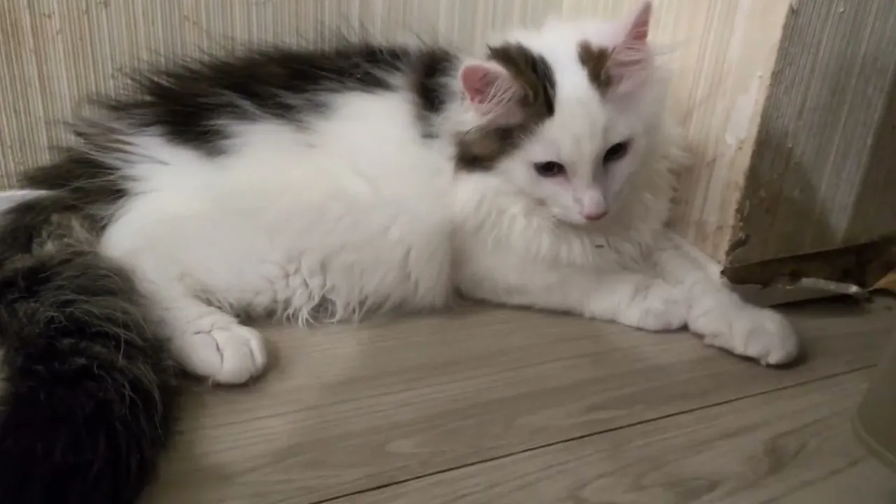 動画
