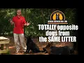 TOTALLY opposite dogs from the SAME litter Big Don Ruby The Jewel