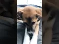 Download Lagu Dami ungerrr cute doggy #funny #cute #pets #dogshorts #shortvideo #youtubeshorts #puppy #dog #dogs