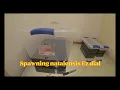 Spawning Natalensis Ez dial