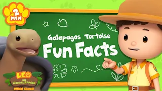 Say hello to the world's largest tortoise! | Animal Facts | Leo the Wildlife Ranger