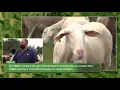 Download Lagu Terra Viva entrevista al responsable de ovino-caprino sobre los ataques de buitres al ganado