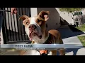 Tucson Subaru s Pet of the Week Kuma the loving pup