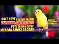 Download Lagu KENARI GACOR Panjang Cuit Cuit EMOSI, TERAPI AMPUH Kenari PAUD AGAR BUNYI, pancingan Kenari EFEKTIF
