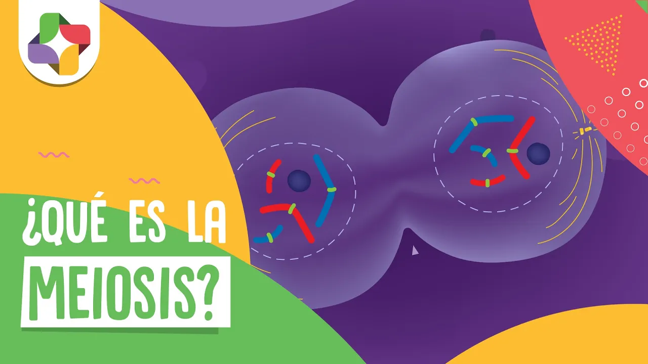 Meiosis - Educatina
