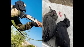 صوت الشحرور 2022 افضل صوت للشحرور اصوات الصياد صيد شحرور 