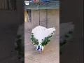 Download Lagu Zeldzame witte pauw met zijn spectaculaire veren ❤️