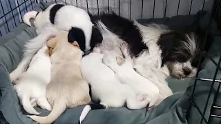 The only complete feeding process recorded after a stray dog gave birth to quintuplets