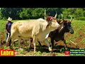Download Lagu Asi LABRAMOS la milpa en mi Pueblito de la Mixteca Oaxaca